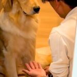 パパが大型犬に『お手』と言うと、しぶしぶ手を差し出して…あまりにもやる気がない『態度と表情』が410万再生「ダルそうで草」「最高ｗｗ」(ブログ)