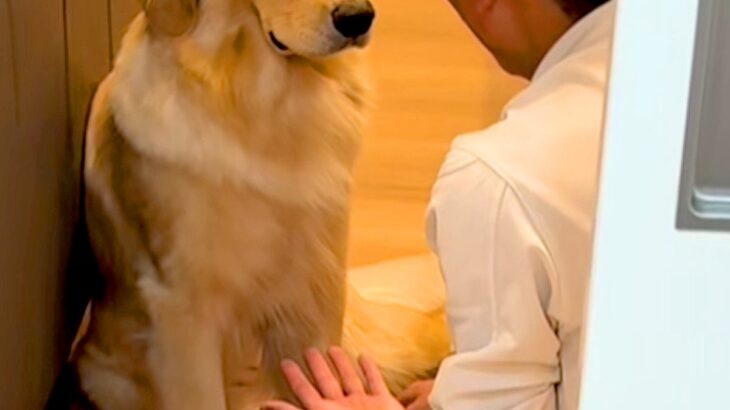 パパが大型犬に『お手』と言うと、しぶしぶ手を差し出して…あまりにもやる気がない『態度と表情』が410万再生「ダルそうで草」「最高ｗｗ」(ブログ)