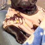 ふと『ソファでくつろぐ犬』を撮影した結果→貫禄がありすぎる『まさかの姿勢』に爆笑「葉巻とか持ってそうで草」「中に人間入ってる？ｗ」(ブログ)