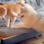 自分より小さな犬に挑む『大型犬の子犬』→反撃され、転んでしまい…あまりに弱すぎる『まさかの光景』が38万再生「こてーん」「赤ちゃんｗｗ」(ブログ)