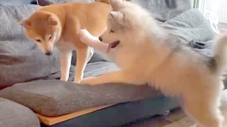 自分より小さな犬に挑む『大型犬の子犬』→反撃され、転んでしまい…あまりに弱すぎる『まさかの光景』が38万再生「こてーん」「赤ちゃんｗｗ」(ブログ)