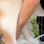 自転車で遊びに出かけた犬→帰るため、カゴから持ち上げようとした結果…『絶対下りたくない』まさかの光景に反響「可愛すぎ」「コントみたいｗ」(ブログ)