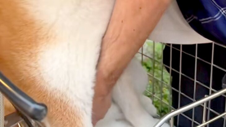 自転車で遊びに出かけた犬→帰るため、カゴから持ち上げようとした結果…『絶対下りたくない』まさかの光景に反響「可愛すぎ」「コントみたいｗ」(ブログ)