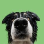 犬が飼い主の『股のニオイ』を嗅ぐ心理4選　やめてほしい場合の適切な対応まで解説(ブログ)