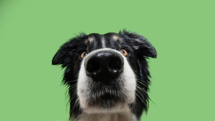 犬が飼い主の『股のニオイ』を嗅ぐ心理4選　やめてほしい場合の適切な対応まで解説(ブログ)