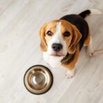 犬が『人に話しかけている』サイン５選　見逃したくないアピールや信頼関係を深める方法まで(ブログ)