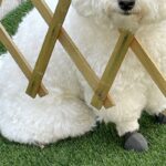 庭で作業するため『バリケード』を設置した結果→犬が様子を見に来て…AIのバグのような『まさかの顔面』に爆笑「処理ミスｗ」「刺さってて草」(ブログ)