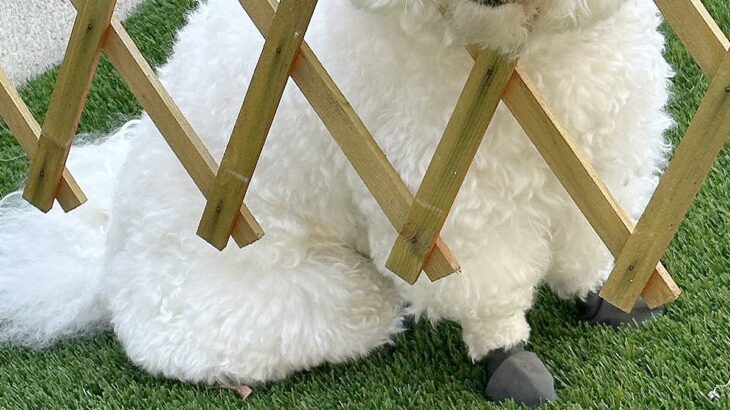 庭で作業するため『バリケード』を設置した結果→犬が様子を見に来て…AIのバグのような『まさかの顔面』に爆笑「処理ミスｗ」「刺さってて草」(ブログ)