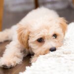犬が『愛情不足』のときにみせる行動5選　寂しさや不安を解消させるにはどうしたらいいの？(ブログ)