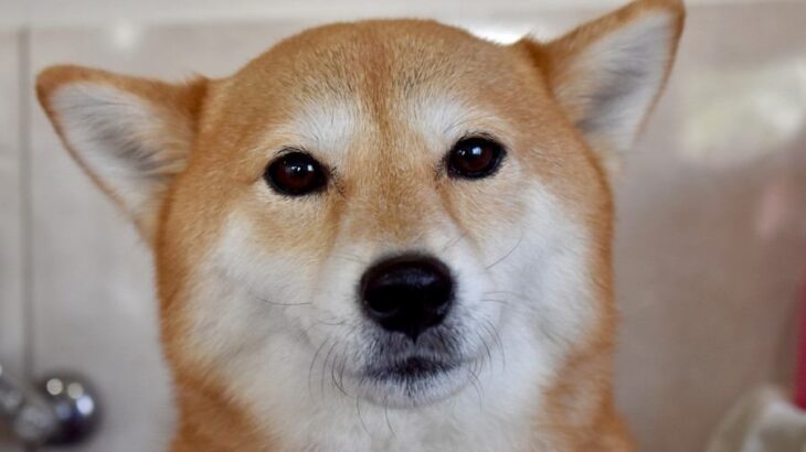 犬が飼い主を『心配』しているサイン５選　愛犬は人間の体調不良や悲しみがわかる？(ブログ)