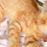 偶然、公園で捨てられた『動けない子猫』を発見→保護後、家に連れて帰ると『先住犬』が…思わず泣ける光景が682万再生「涙出た」「優しい」(ブログ)