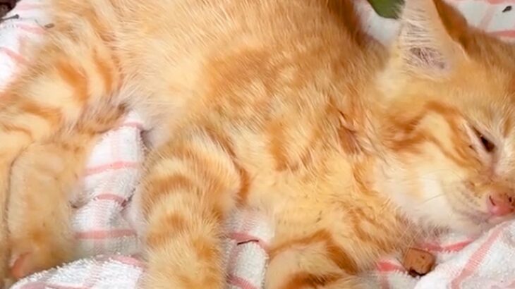 偶然、公園で捨てられた『動けない子猫』を発見→保護後、家に連れて帰ると『先住犬』が…思わず泣ける光景が682万再生「涙出た」「優しい」(ブログ)