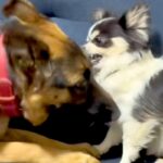 カッコいい見た目の大型犬が、小型犬に甘噛みされた結果→『怒るかな』と思ったら…『まさかの光景』が11万再生「立場逆で草」「可愛いｗｗ」(ブログ)