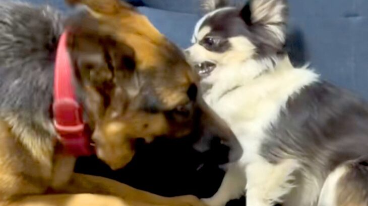カッコいい見た目の大型犬が、小型犬に甘噛みされた結果→『怒るかな』と思ったら…『まさかの光景』が11万再生「立場逆で草」「可愛いｗｗ」(ブログ)