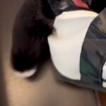 トリミングで疲れ果ててしまった犬→帰りのバッグの中で…想像以上に『溶けてしまっている光景』が115万再生「ぬいぐるみかと」「お手々がｗ」(ブログ)