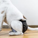 犬が『生理』になったときにみられる変化とは？飼い主がすべき適切な対応まで(ブログ)
