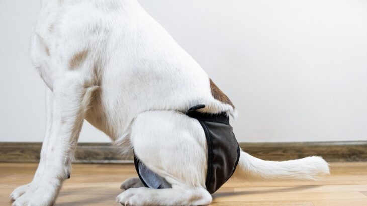 犬が『生理』になったときにみられる変化とは？飼い主がすべき適切な対応まで(ブログ)