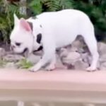 他の犬から逃げていたワンコ→池の近くまできた結果…おっちょこちょいすぎる『ハプニング』に爆笑「可哀想だけど激かわｗ」「何回も見てしまう」(ブログ)