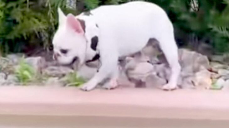 他の犬から逃げていたワンコ→池の近くまできた結果…おっちょこちょいすぎる『ハプニング』に爆笑「可哀想だけど激かわｗ」「何回も見てしまう」(ブログ)