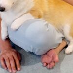 雷が鳴り響く日、怖くて膝の上に避難してきた犬→離れようとすると…理不尽すぎる『ブチギレの表情』に爆笑「マジギレで草」「表情豊かすぎるｗ」(ブログ)