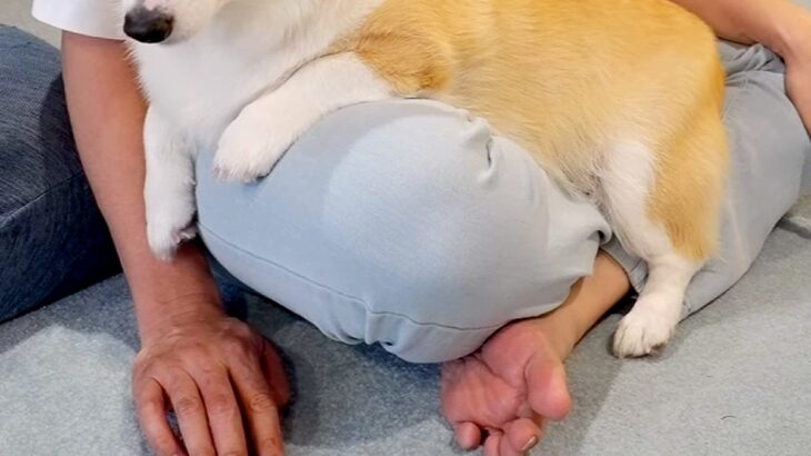 雷が鳴り響く日、怖くて膝の上に避難してきた犬→離れようとすると…理不尽すぎる『ブチギレの表情』に爆笑「マジギレで草」「表情豊かすぎるｗ」(ブログ)