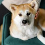 『人に忠実な犬種』5選　従順なパートナーとして良好な関係を築く方法とは？(ブログ)