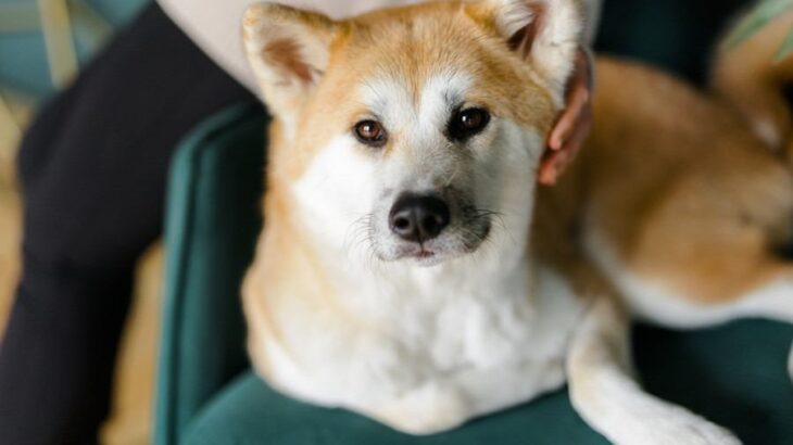 『人に忠実な犬種』5選　従順なパートナーとして良好な関係を築く方法とは？(ブログ)