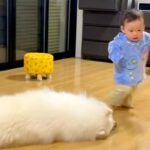 よちよち歩きをする小さな男の子→転んでしまった結果、大型犬が駆け寄り…あまりにも尊い光景が169万再生「優しい世界」「反射神経すごい」(ブログ)