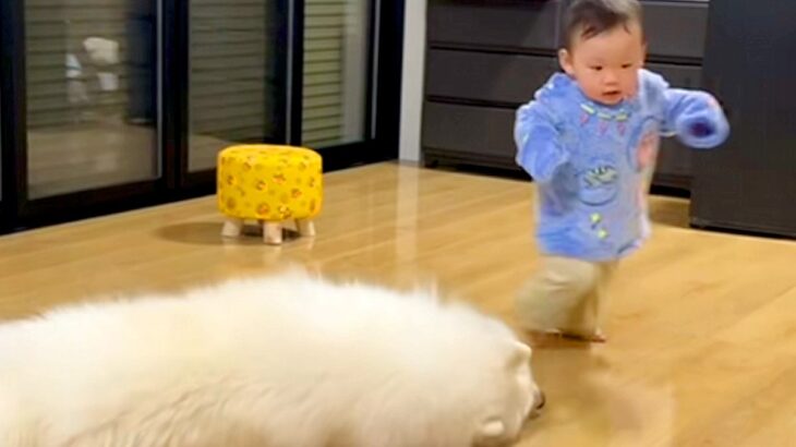 よちよち歩きをする小さな男の子→転んでしまった結果、大型犬が駆け寄り…あまりにも尊い光景が169万再生「優しい世界」「反射神経すごい」(ブログ)