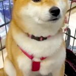 カートでお買い物を楽しむ犬→『大好きなおやつ』に囲まれた瞬間、目が…愛おしすぎる光景に反響「おめめキラキラ」「たっぷり買ってあげたい」(ブログ)