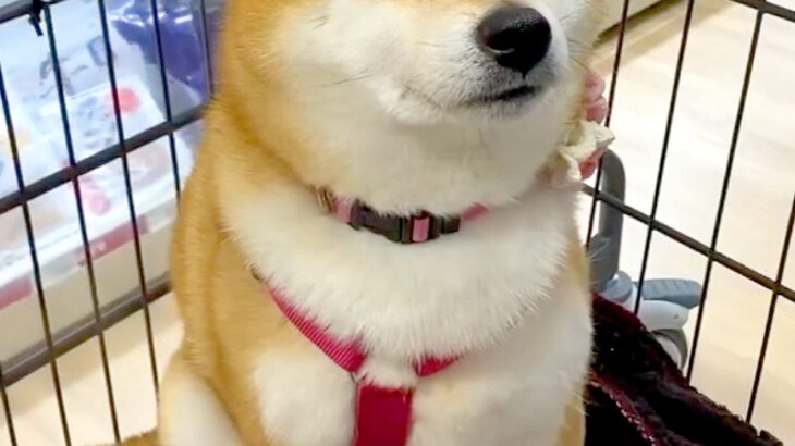 カートでお買い物を楽しむ犬→『大好きなおやつ』に囲まれた瞬間、目が…愛おしすぎる光景に反響「おめめキラキラ」「たっぷり買ってあげたい」(ブログ)