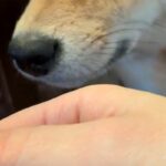 よそのワンコに浮気して帰った結果→家にいた犬が『ニオイ』でブチギレて…わかりやす過ぎる『激怒の表情』に反響「すぐバレるｗ」「人間みたい」(ブログ)