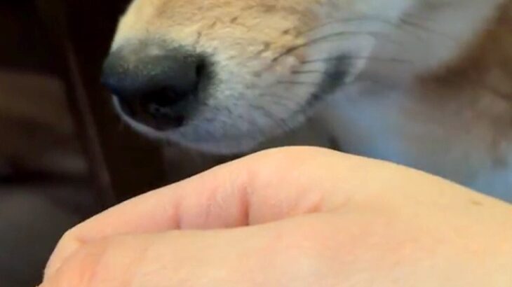 よそのワンコに浮気して帰った結果→家にいた犬が『ニオイ』でブチギレて…わかりやす過ぎる『激怒の表情』に反響「すぐバレるｗ」「人間みたい」(ブログ)