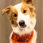 『お姉ちゃんとパパを起こしてきて』と犬にお願いした結果→あまりにも露骨な『態度の違い』に絶賛「熱量の差ありすぎて草」「言葉理解して凄い」(ブログ)