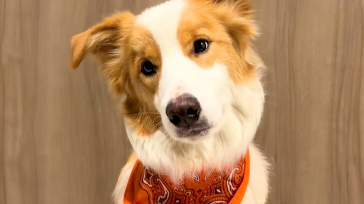 『お姉ちゃんとパパを起こしてきて』と犬にお願いした結果→あまりにも露骨な『態度の違い』に絶賛「熱量の差ありすぎて草」「言葉理解して凄い」(ブログ)