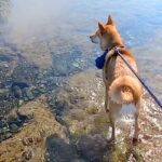 初めて海に来た元保護犬→お母さんが泳ぎ始めると、心配をして…家族愛に溢れた『微笑ましい光景』に反響「海よりも深い愛」「優しい…感動した」(ブログ)