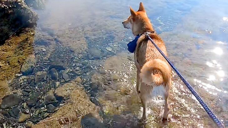 初めて海に来た元保護犬→お母さんが泳ぎ始めると、心配をして…家族愛に溢れた『微笑ましい光景』に反響「海よりも深い愛」「優しい…感動した」(ブログ)