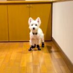 初めて『靴』を履いた犬→動かないので『こっちまでおいで』と呼んだ結果…思わず笑う『歩き方』が224万再生「ぎこちなｗ」「タップダンサー」(ブログ)