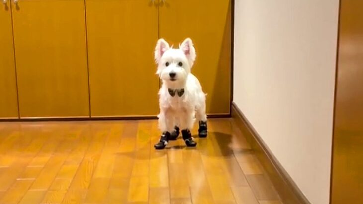 初めて『靴』を履いた犬→動かないので『こっちまでおいで』と呼んだ結果…思わず笑う『歩き方』が224万再生「ぎこちなｗ」「タップダンサー」(ブログ)