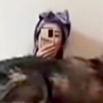 『それは無理やろｗｗ』どうしても膝に乗りたい大型犬→無理やりねじこんできて…サイズがおかしい『まさかの光景』が64万再生「クッションで草」(ブログ)