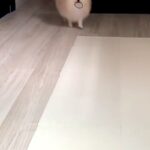 髪ゴムを無くしてしまった女性→なぜか犬がよちよち歩いてきて…天使のような『まさかの行動』が220万再生「本当いい子」「間違いなく天才」(ブログ)