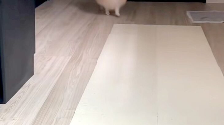 髪ゴムを無くしてしまった女性→なぜか犬がよちよち歩いてきて…天使のような『まさかの行動』が220万再生「本当いい子」「間違いなく天才」(ブログ)
