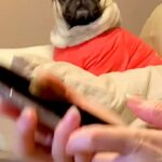 『大嫌いな病院』の予約電話を聞いてしまった犬→この世の終わりのような『絶望の表情』が242万再生「泣きそうで草」「感情が顔に出すぎｗｗ」(ブログ)