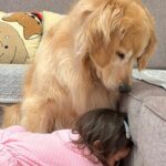 1歳の女の子が『大型犬が落ち込んでいる』と察した結果→言葉の壁を超えた『尊い光景』が11万再生「なんて優しいんだ…」「幸せが溢れている」(ブログ)