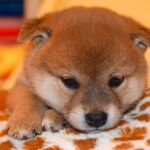 犬につけてはいけない『名前』４選　愛犬を混乱させてしまうかも…知っておくべきダメな理由まで(ブログ)