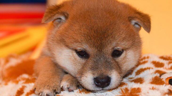 犬につけてはいけない『名前』４選　愛犬を混乱させてしまうかも…知っておくべきダメな理由まで(ブログ)