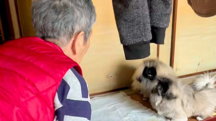 おばあちゃんに内緒で『4匹目の子犬』を飼った結果→連れて帰ると…気付いた瞬間の『100点の反応』が27万再生「可愛すぎ」「パニックで草」(ブログ)