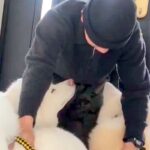 離れて暮らす息子が帰省→最終日、秋田犬たちが寂しがり…切なすぎる『お見送りの光景』が111万表示「背中に哀愁が…」「ダメだ、泣ける」(ブログ)