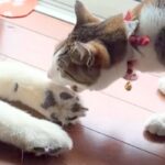 なぜか『大型犬のおてて』を食べようとする猫→怒られても続けて…微笑ましい『仲良しな光景』が274万再生「なんで食べたいのｗｗ」「最高」(ブログ)