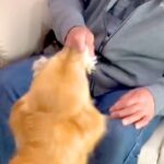 おじいちゃんが『家に遊びに来た』結果→犬たちが大喜びして…個性あふれる『熱烈大歓迎』に絶賛「みんな違ってみんないい」「大興奮で可愛い」(ブログ)